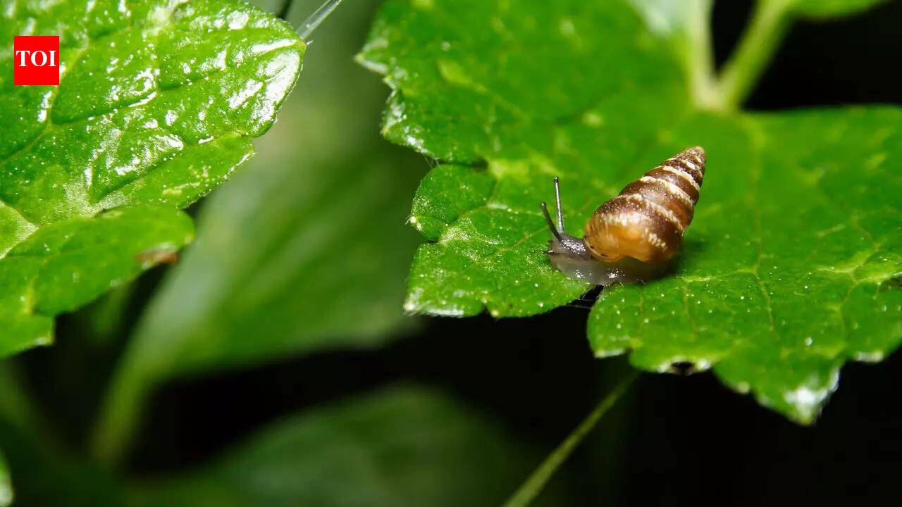 6 venomous animals that pose a threat but also offer medical cures