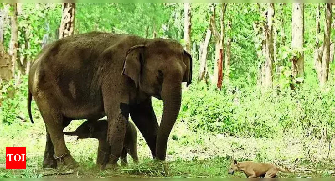 Elephant Attack Kills Man Near Bandhavgarh Reserve