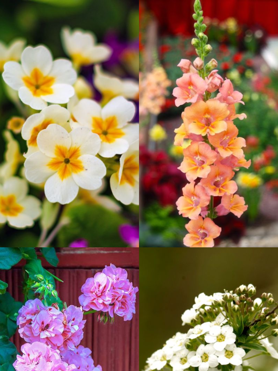 10 Beautiful Winter Flowers For Hanging Pots Times Now