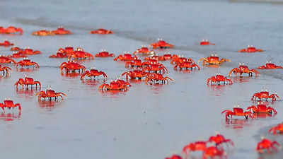 Heard about the beach of red crabs in India?