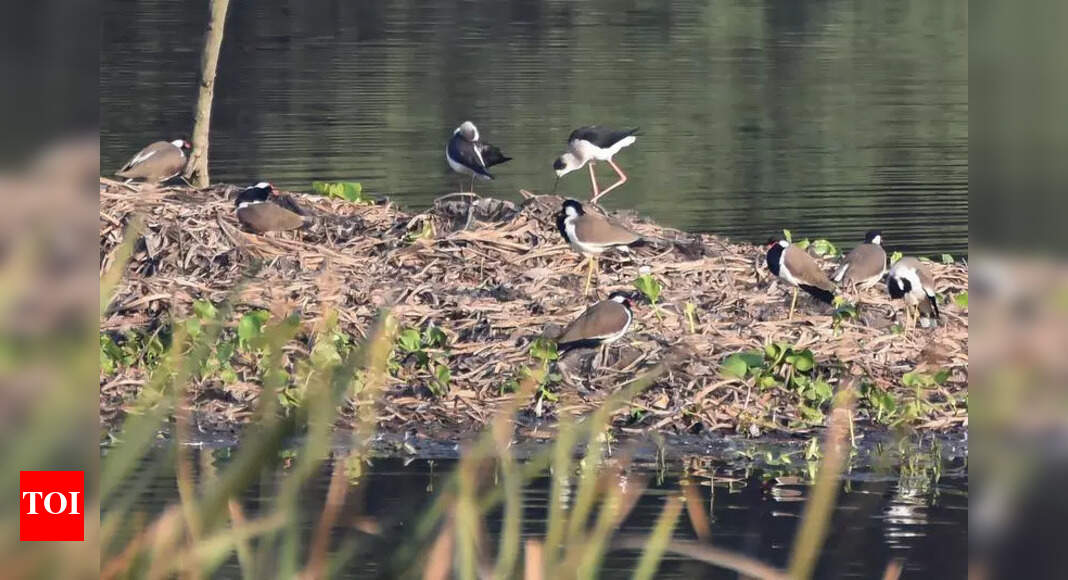 Okhla Bird Sanctuary: Winter Birds Absent from Noida Wetlands Due to ...