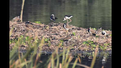 Lack of upkeep keeping winter birds away from wetlands?