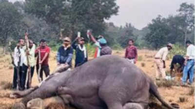 Retaliatory attack? Jumbo kills 2 villagers near Bandhavgarh