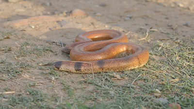 Hung over water, buried in dung: How snakebite remedies kill many in UP