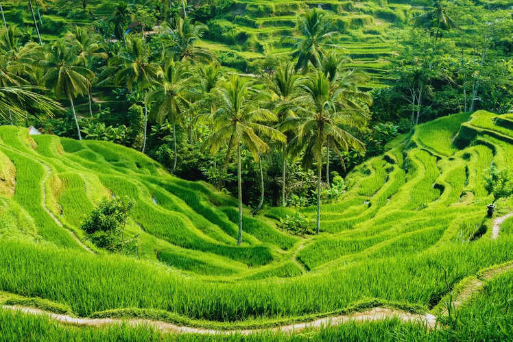 Discover rice terraces