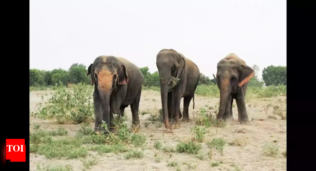 Elephant Deaths in Bandhavgarh: A 90-Year-Old Case of Kodo Millet Poisoning