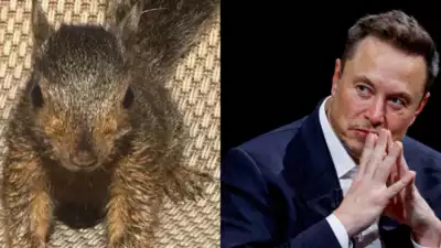 Peanut Squirrel's Euthanasia: Elon Musk Calls the Biden Administration a 'Heartless Killing Machine'