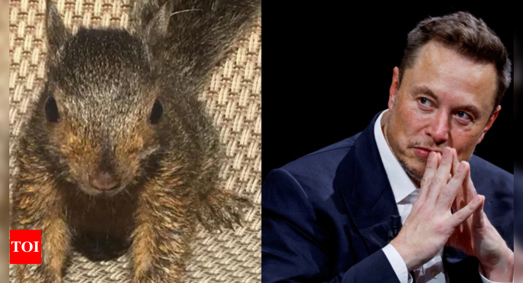 Peanut Squirrel’s Euthanasia: Elon Musk Calls the Biden Administration a ‘Heartless Killing Machine’