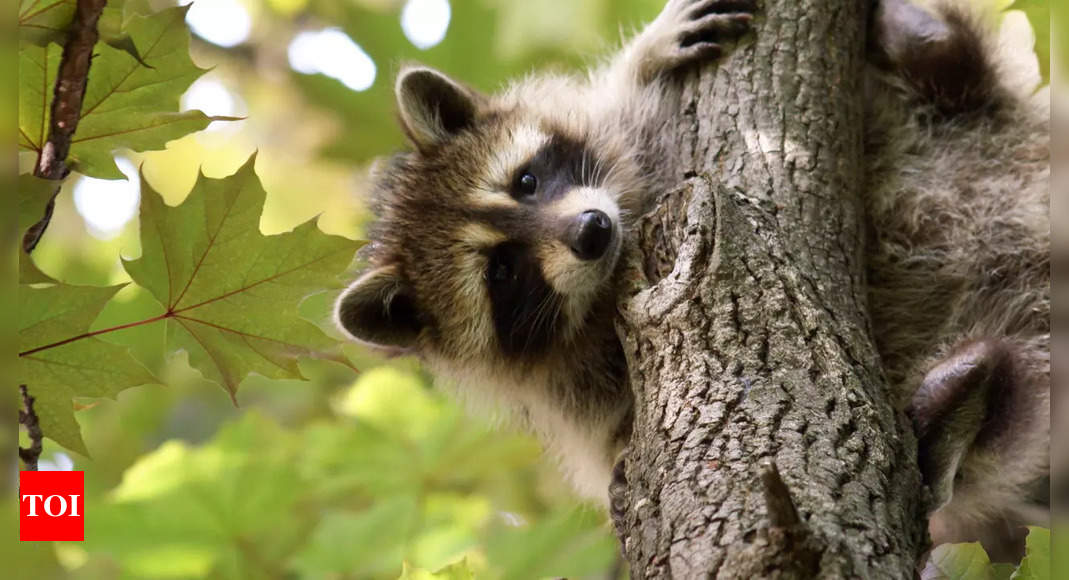 Rabies Alert Issued in This Region of the U.S. After Raccoon Tests Positive: Signs and Symptoms of the Disease |