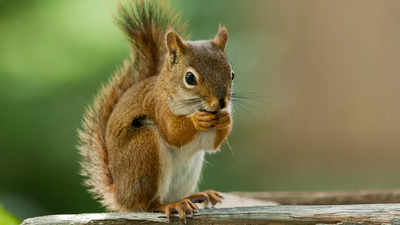 Peanut the squirrel euthanized - Figure 1