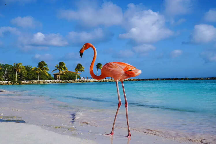 Flamingo Beach, Renaissance Island, Aruba