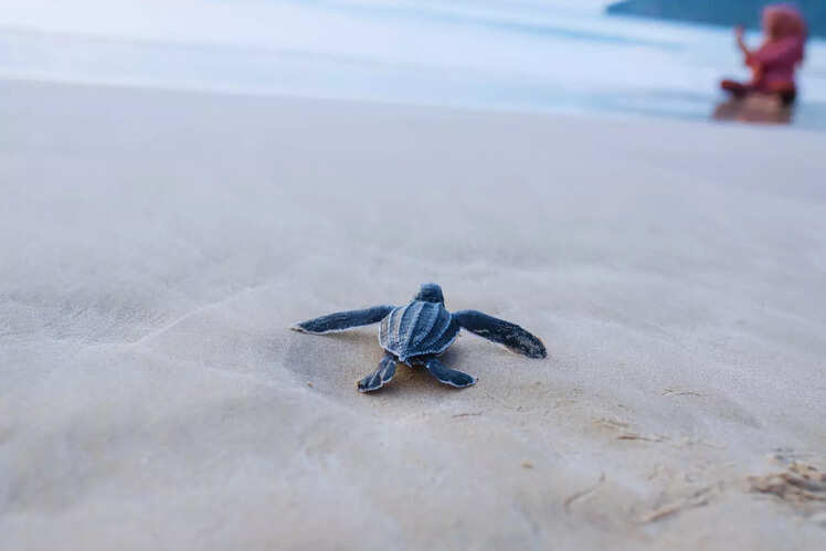 Crane Beach - Barbados
