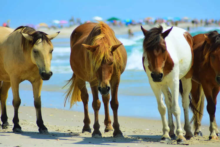 Horseback Beach - Assateague Island, USA