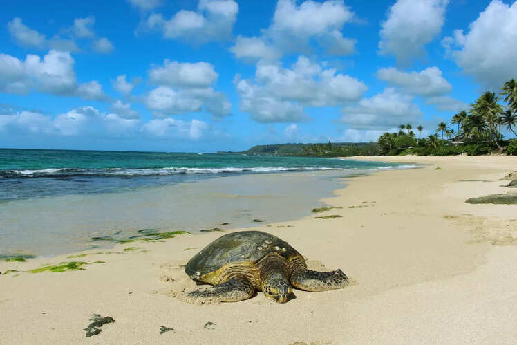 Turtle Beach - Laniakea Beach, Hawaii, USA