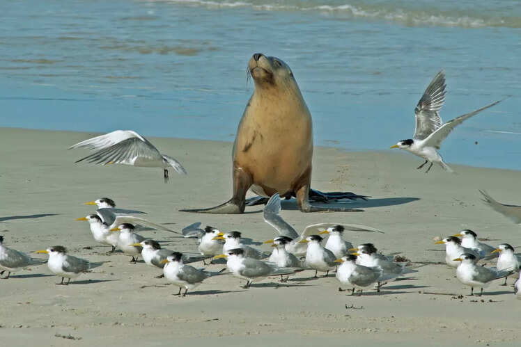 Seal Bay - Kangaroo Island, Australia