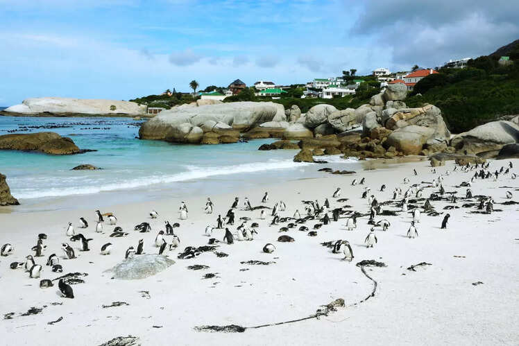 Boulders Beach - Cape Town, South Africa