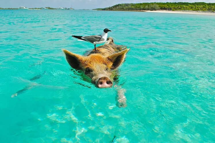 Pig Beach - Exuma, Bahamas