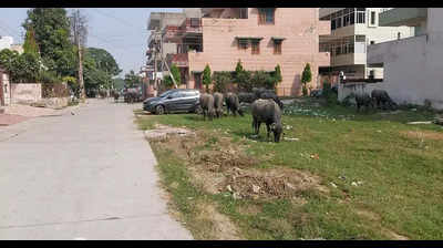 Cow menace: Streets littered with dung as cattle roam free in Sec 9A