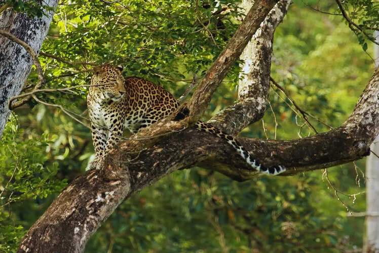 Nagarhole National Park, Karnataka