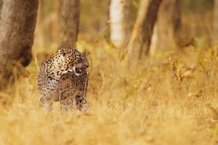 Pench National Park, Maharashtra/Madhya Pradesh Border