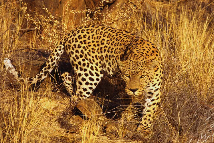 Bandhavgarh National Park, Madhya Pradesh