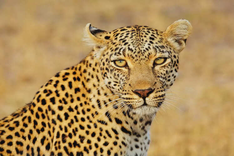 Sariska Tiger Reserve, Rajasthan