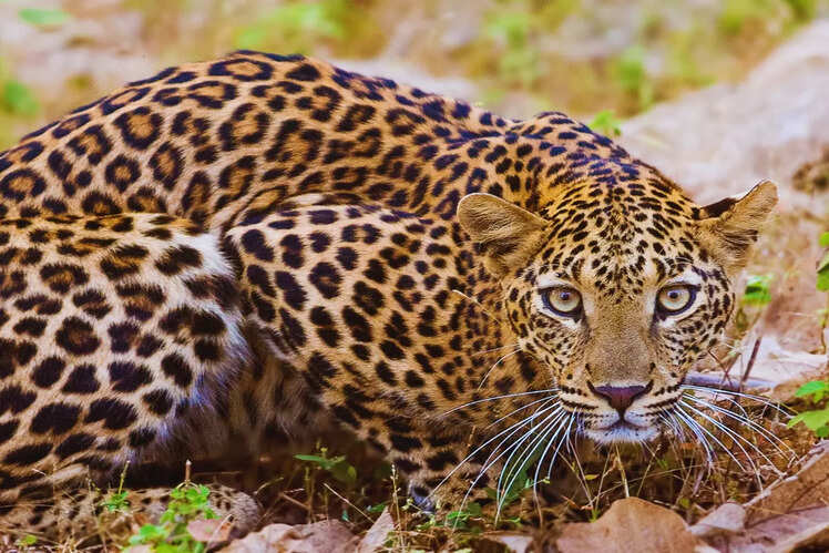 Sanjay Gandhi National Park, Maharashtra