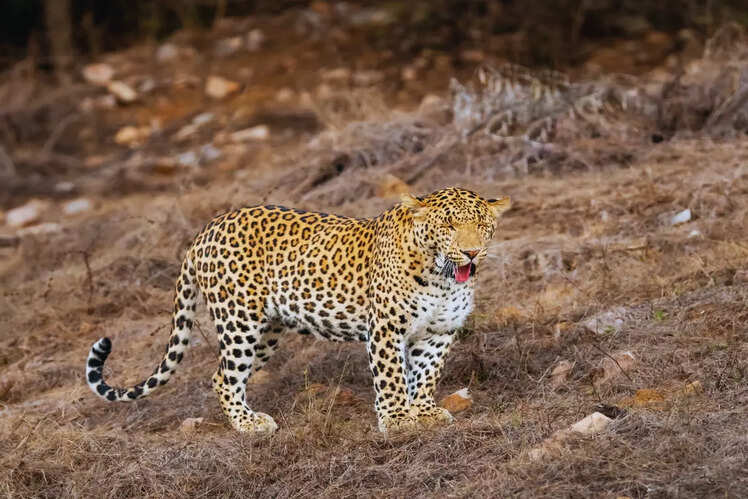 Jhalana Leopard Conservation Reserve, Rajasthan