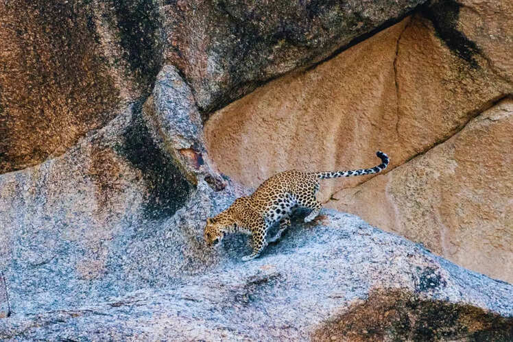 Jawai Leopard Hills, Rajasthan