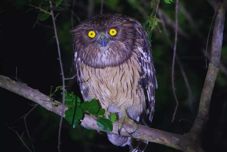 Panna National Park, Madhya Pradesh