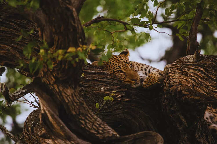 Jhalana Leopard Safari Park, Rajasthan