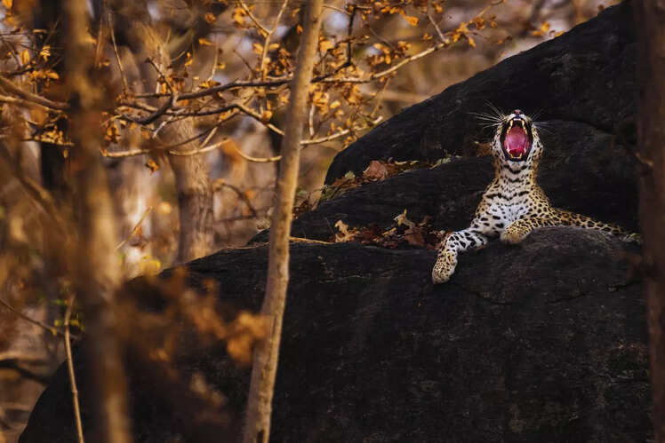 Pench National Park, Madhya Pradesh