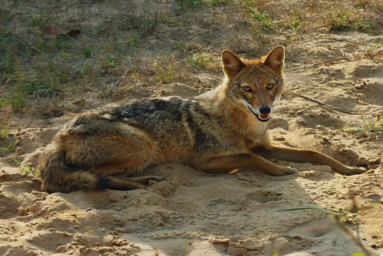 Bandhavgarh National Park, Madhya Pradesh