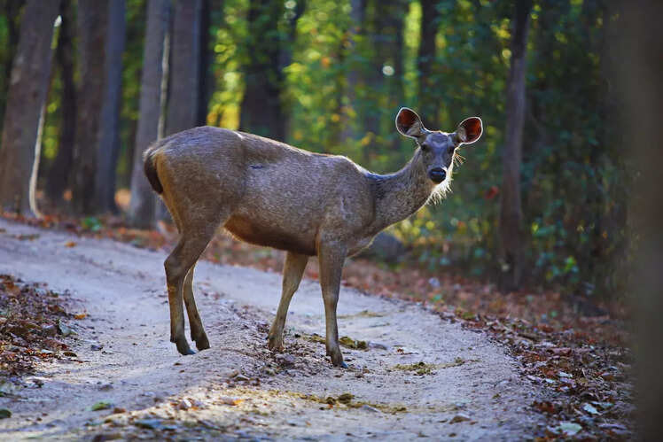 Kanha National Park, Madhya Pradesh