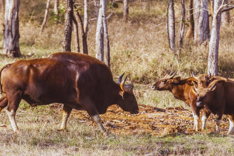 Satpura National Park, Madhya Pradesh