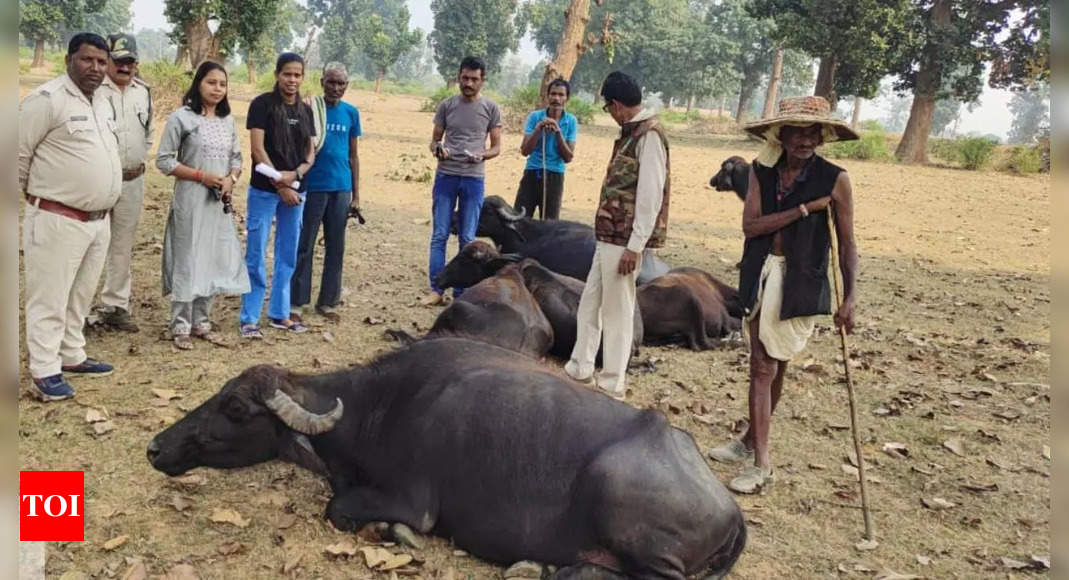 After elephant deaths, 22 cattle in Madhya Pradesh's Bandhavgarh reserve fall ill from Kodo crop | Bhopal News - Times of India