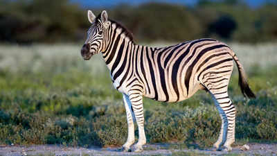 Zebras: Important facts to know about species, habitats, behavior, purpose behind black and white stripes and more