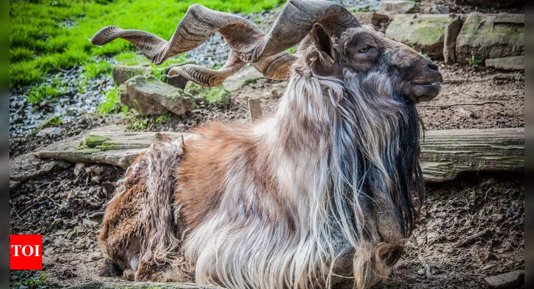 This is the largest goat on Earth, and its size will shock you - Times ...