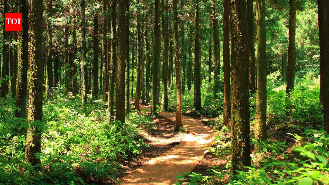 7 types of forests found around the world