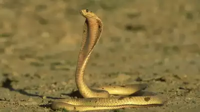 The Cape Cobra is the Most Venomous Snake in Southern Africa: Learn About Its Habitat, Diet, and Other Facts