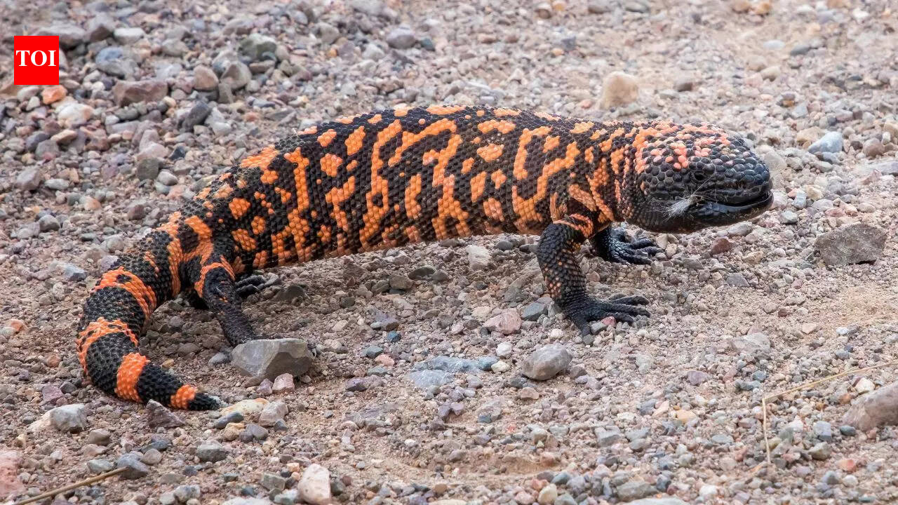 9 fascinating facts about world's deadliest lizard