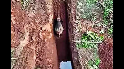 Forest team rescues elephant calf from well in Deogarh dist