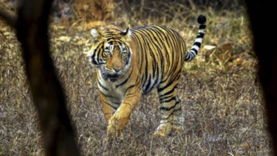 Vanishing stripes: 25 of 75 tigers missing from Ranthambore park