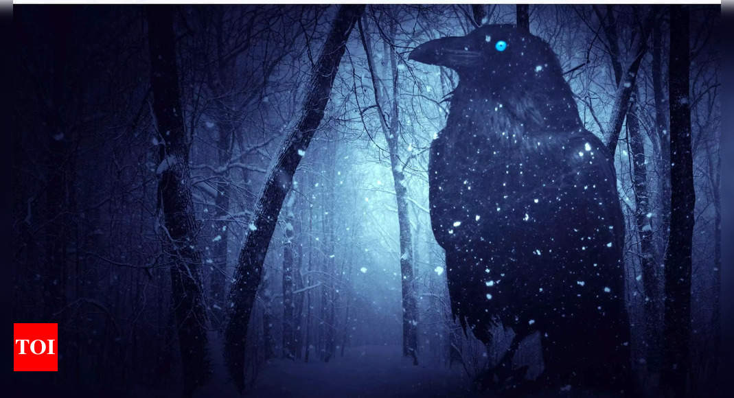 Why crows might be plotting revenge on you for the next 17 years