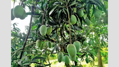 Arid land transformed into orchards under KAVIADP