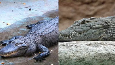 Alligators vs Crocodiles: Know the difference based on habitat, family, classification and more