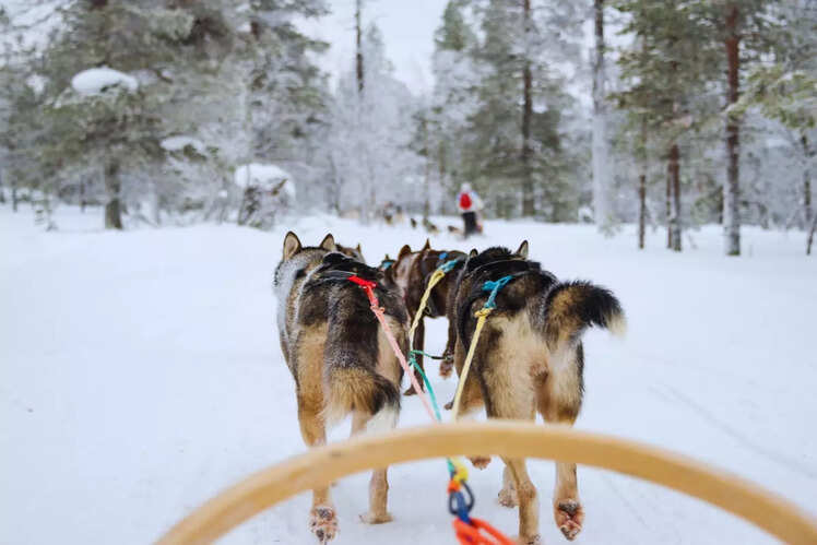 Dog sledding in Lapland, Finland