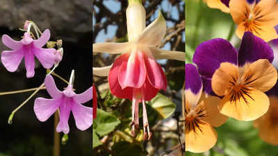 10 winter flowers that you can grow in shade in India