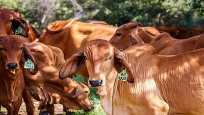 Why Cows are worshipped in Hinduism?