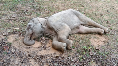 Abandoned elephant calf rescued in bandhavgarh tiger reserve amid mysterious deaths